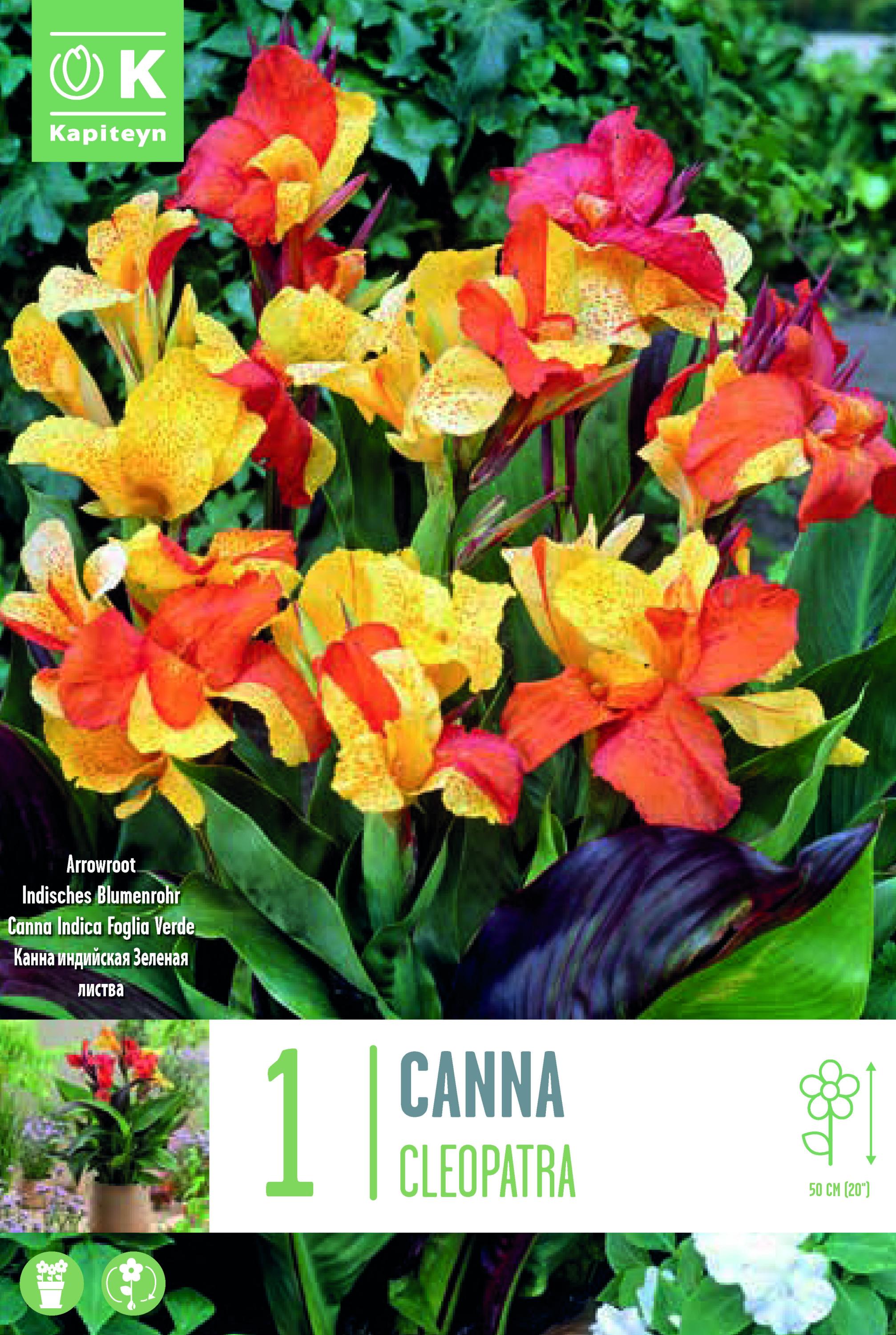 Канна Cleopatra 1 бр.