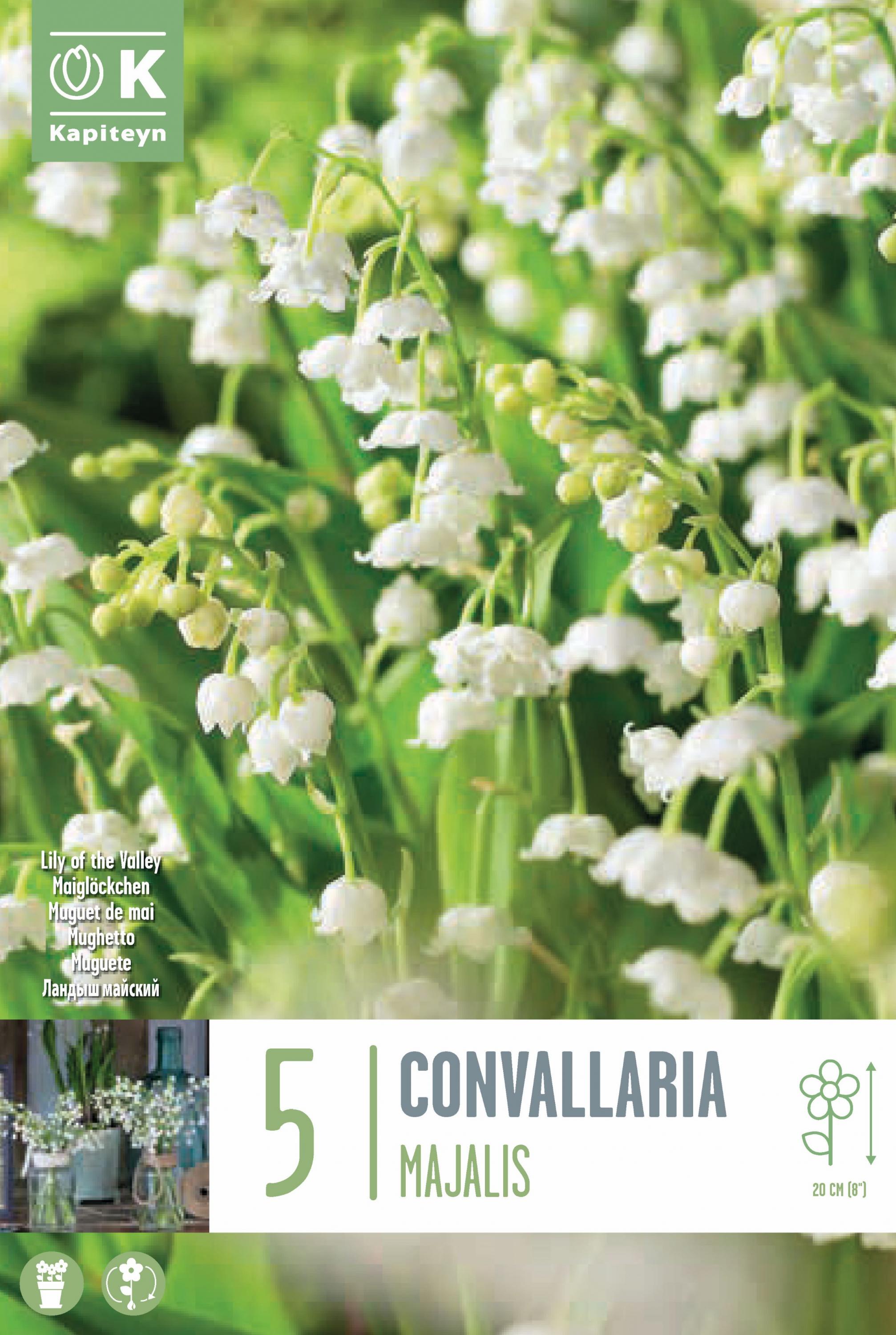 Момина сълза-convallaria 5 бр.