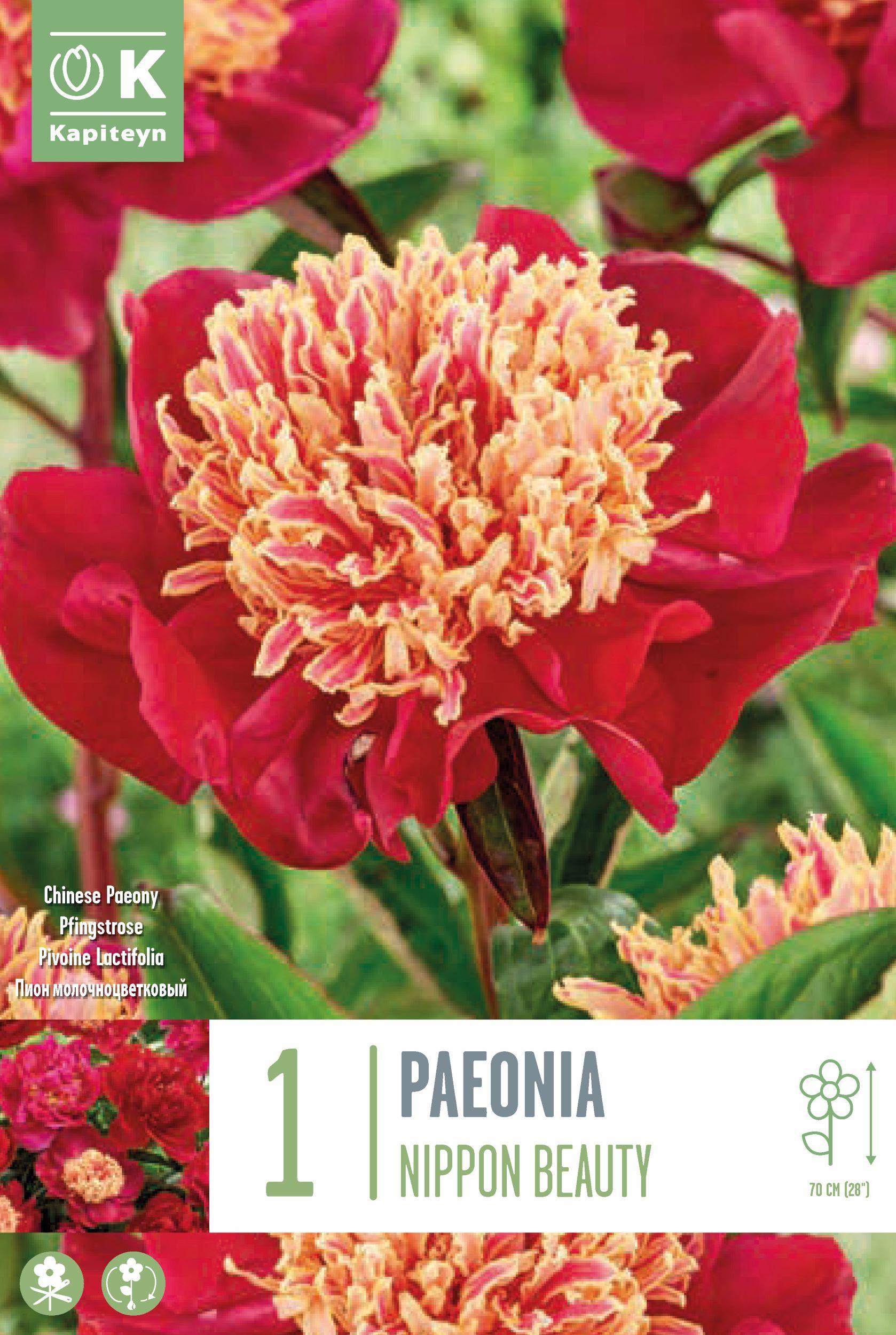 Божур - Paeonia Lactiflora Nippon Beauty 1 бр.