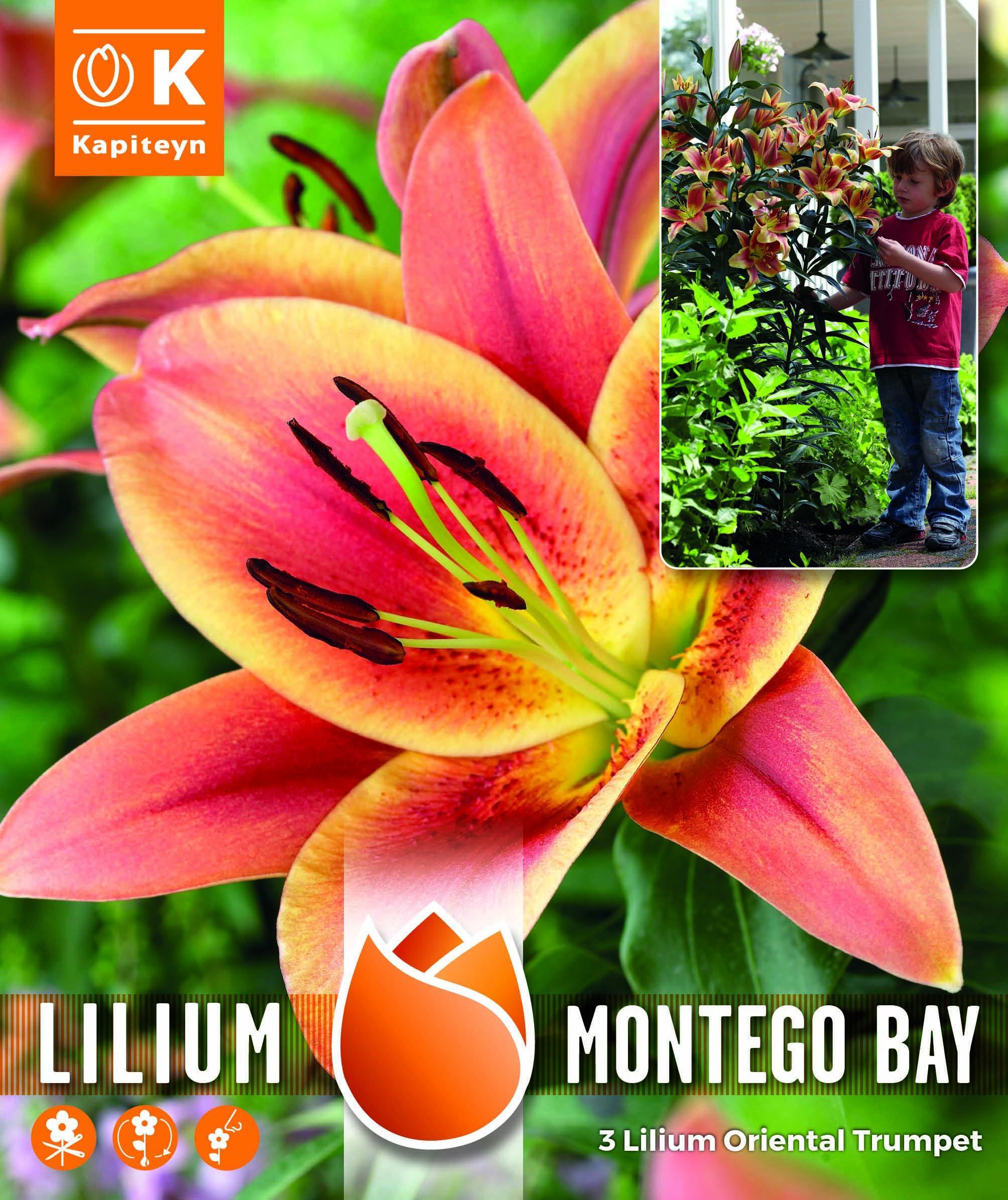 NEW BULB Лилиум Montego Bay 3 бр.