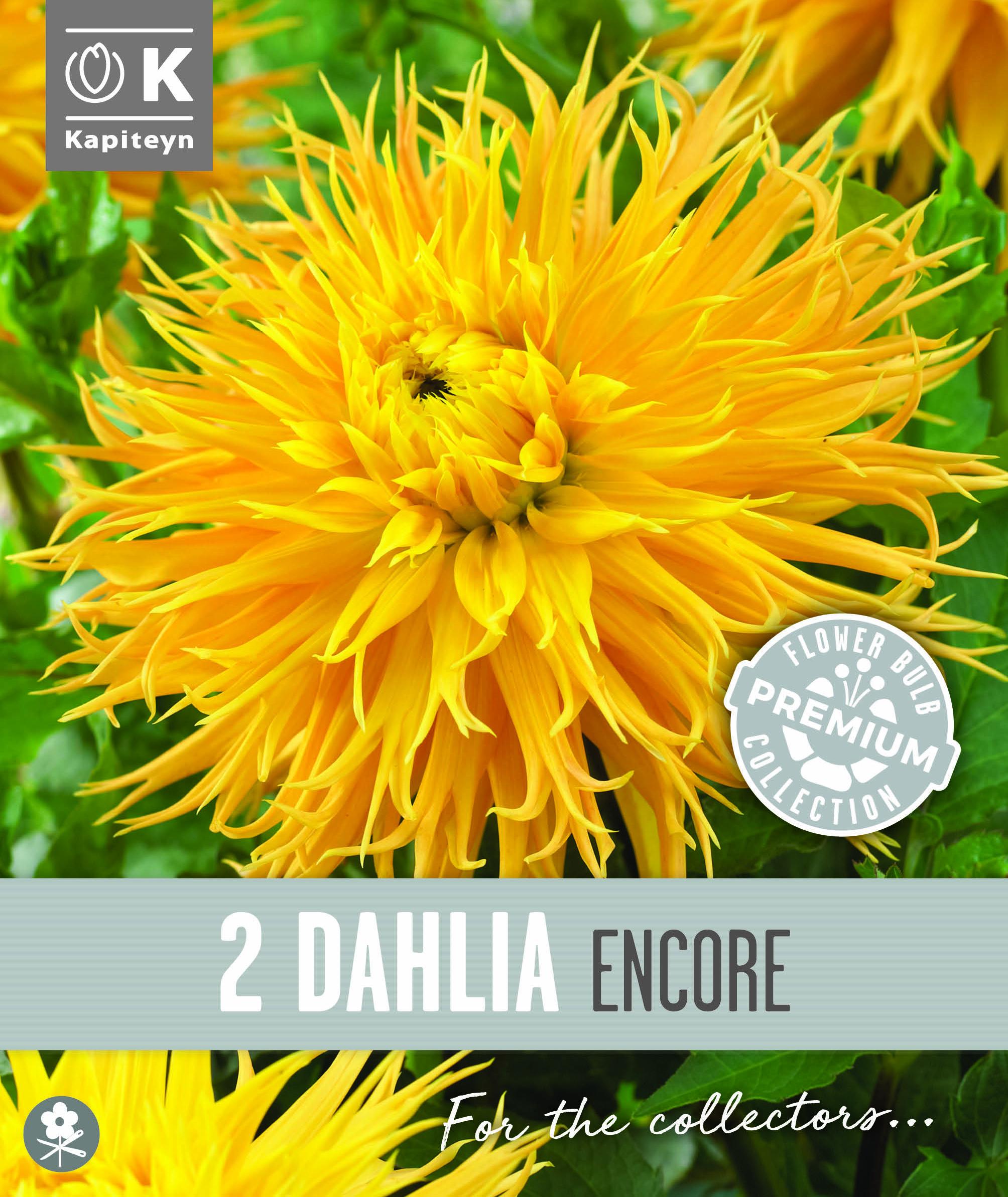 Далия FIMBRIATA ENCORE 2 бр.