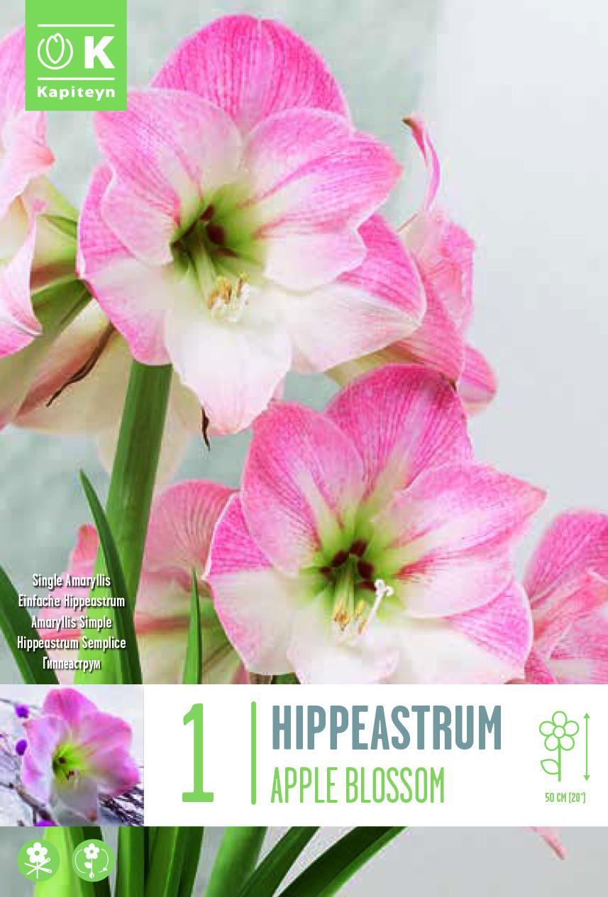 Амарилис APPLE BLOSSOM 24/26 1 бр.
