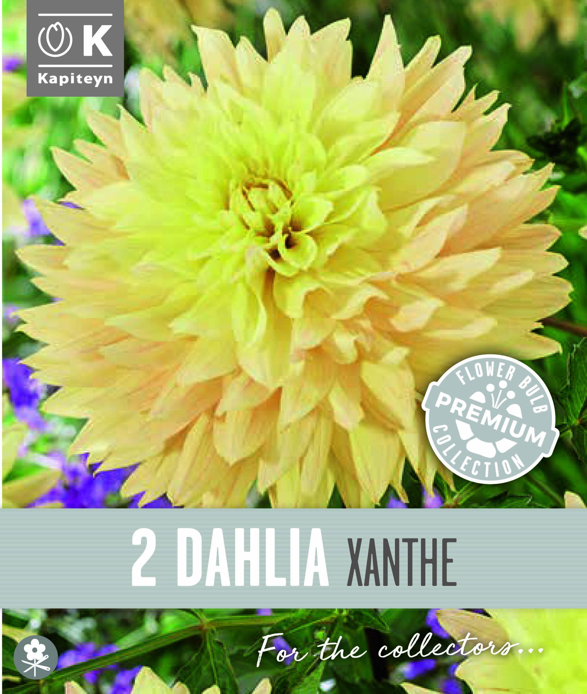 Далия декоративна XANTHE 2 бр.