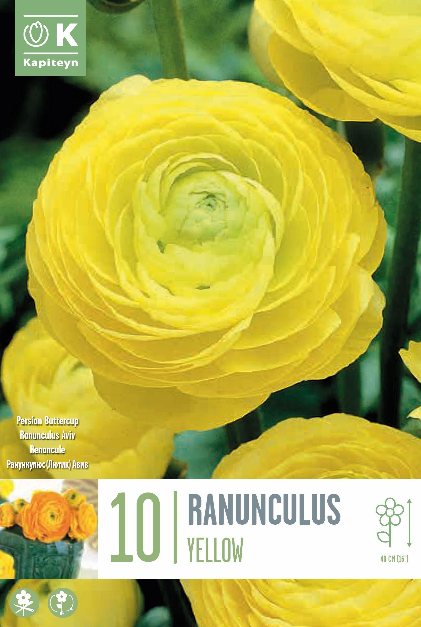 Ранункулус Aviv Yellow 10 бр. | Луковици от botanika.bg
