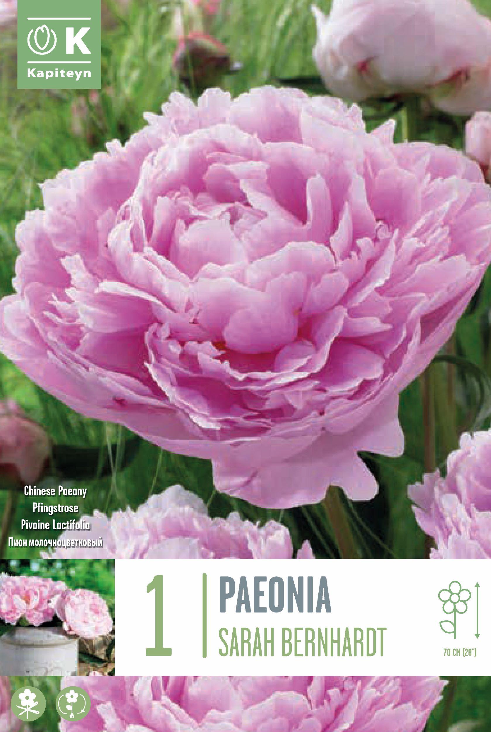 Божур - Paeonia Lactiflora Sarah Bernhardt 1 бр.