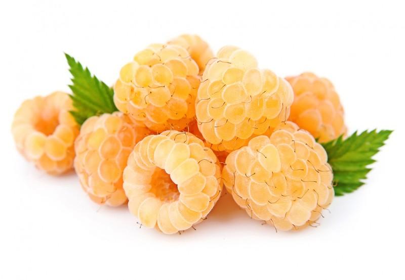 Разсад на жълта малина 1 бр.