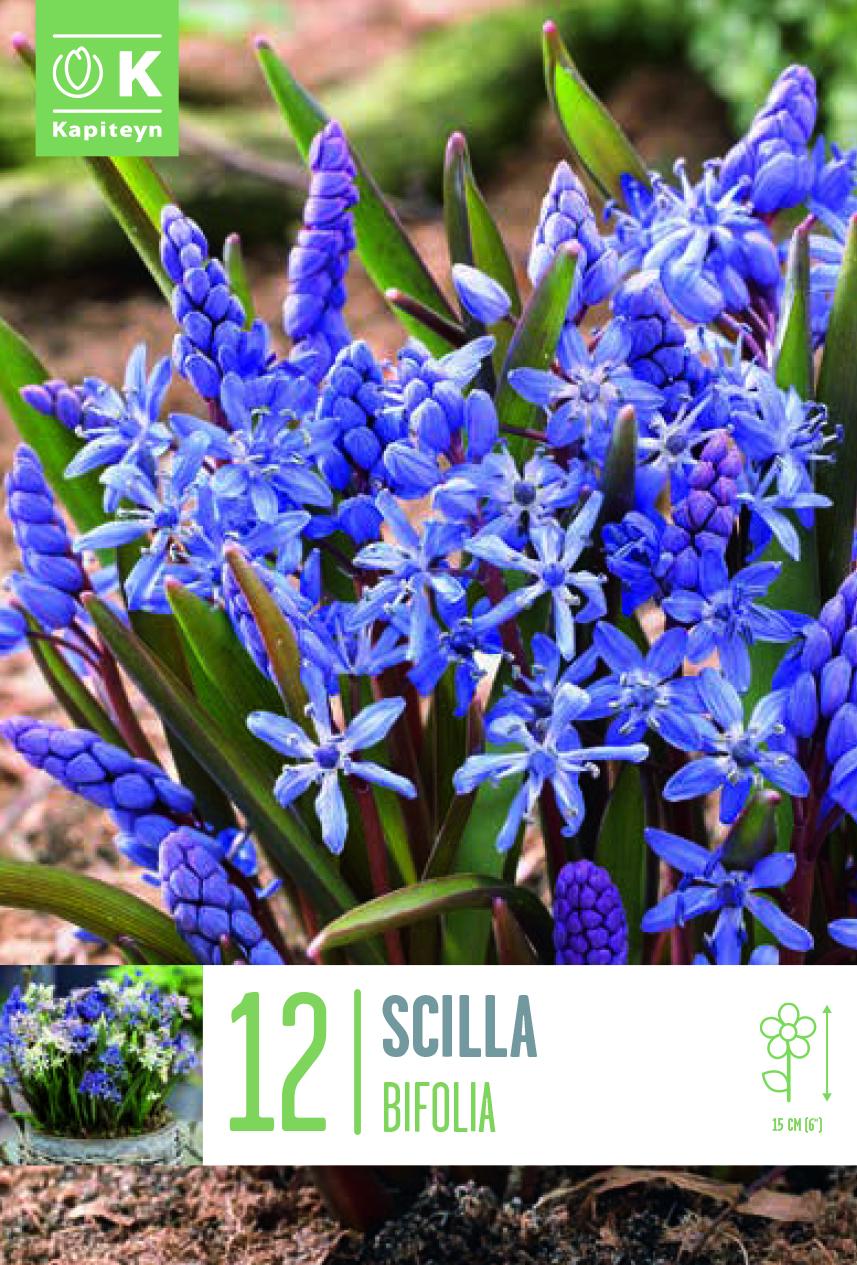 Сцила BIFOLIA 5/+ 12 бр. 