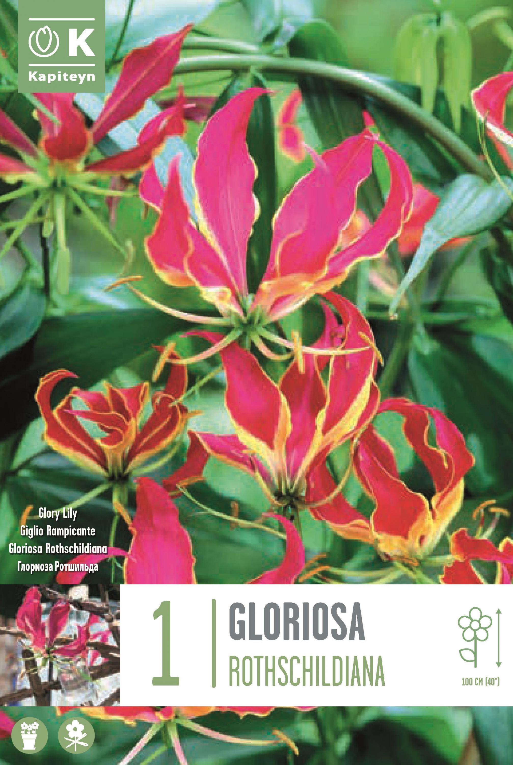 Gloriosa Rothschildiana 1 бр.