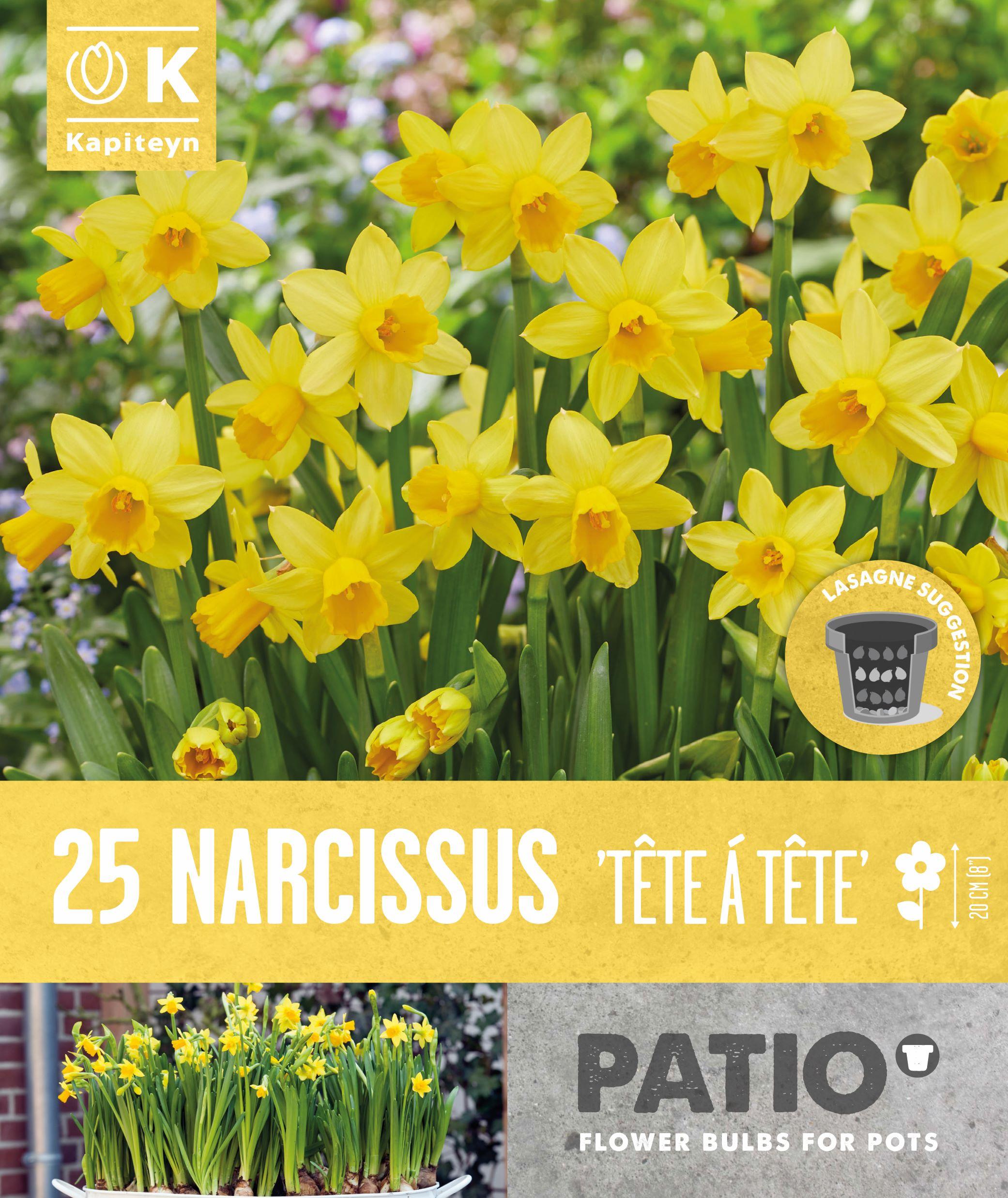 Балконски - Нарцис CYCLAMINEUS TETE A TETE 10-11 25 бр.