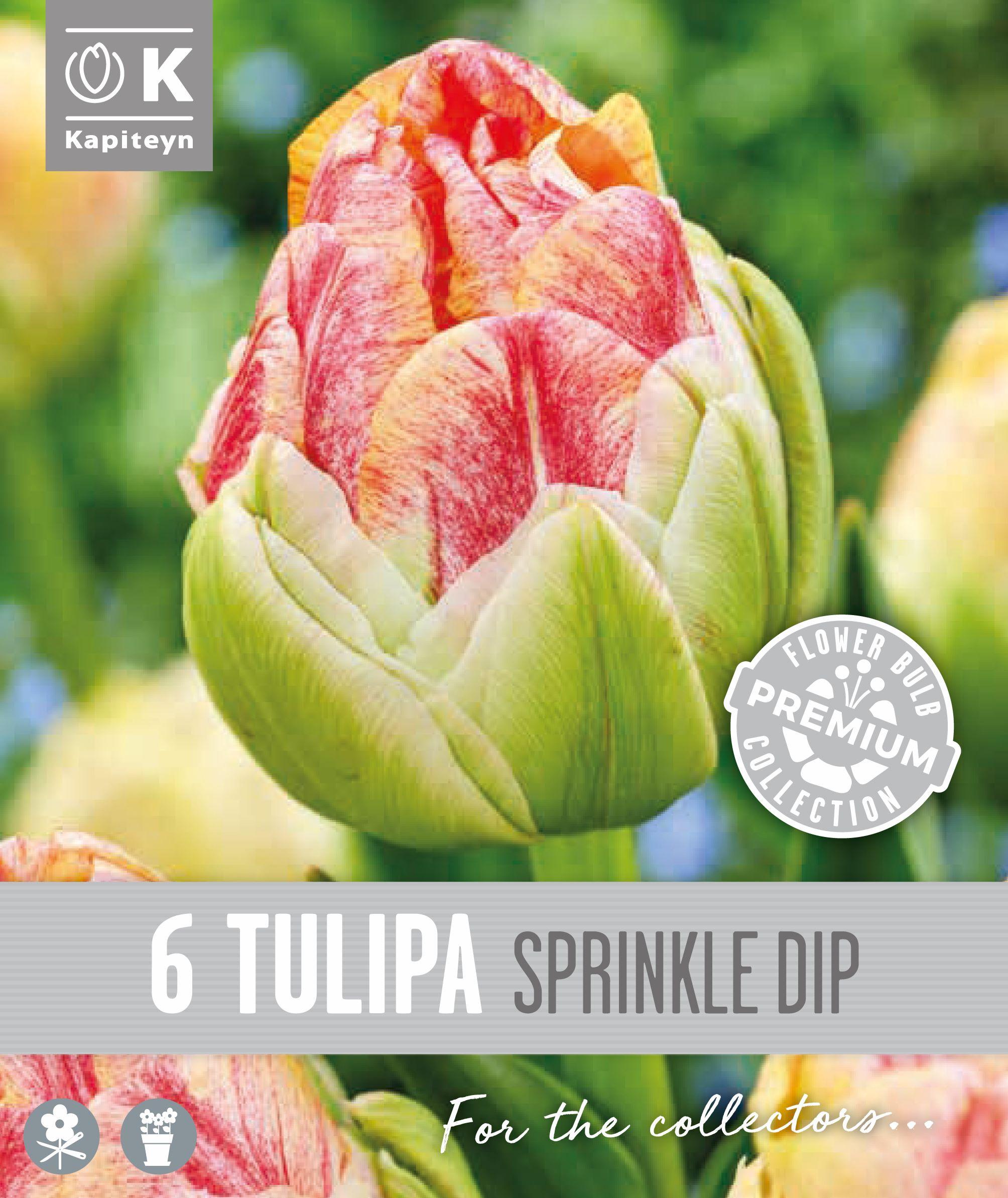 Лале DOUBLE LATE SPRINKLE DIP - 6 бр.