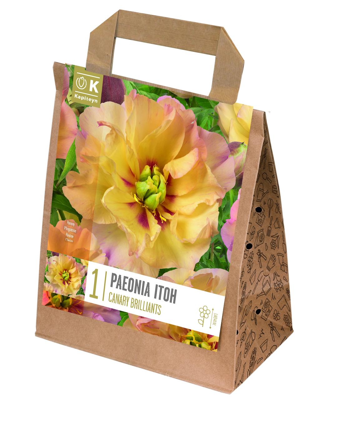 Специална селекция дървовиден божур CANARY BRILLIANTS 1 бр.