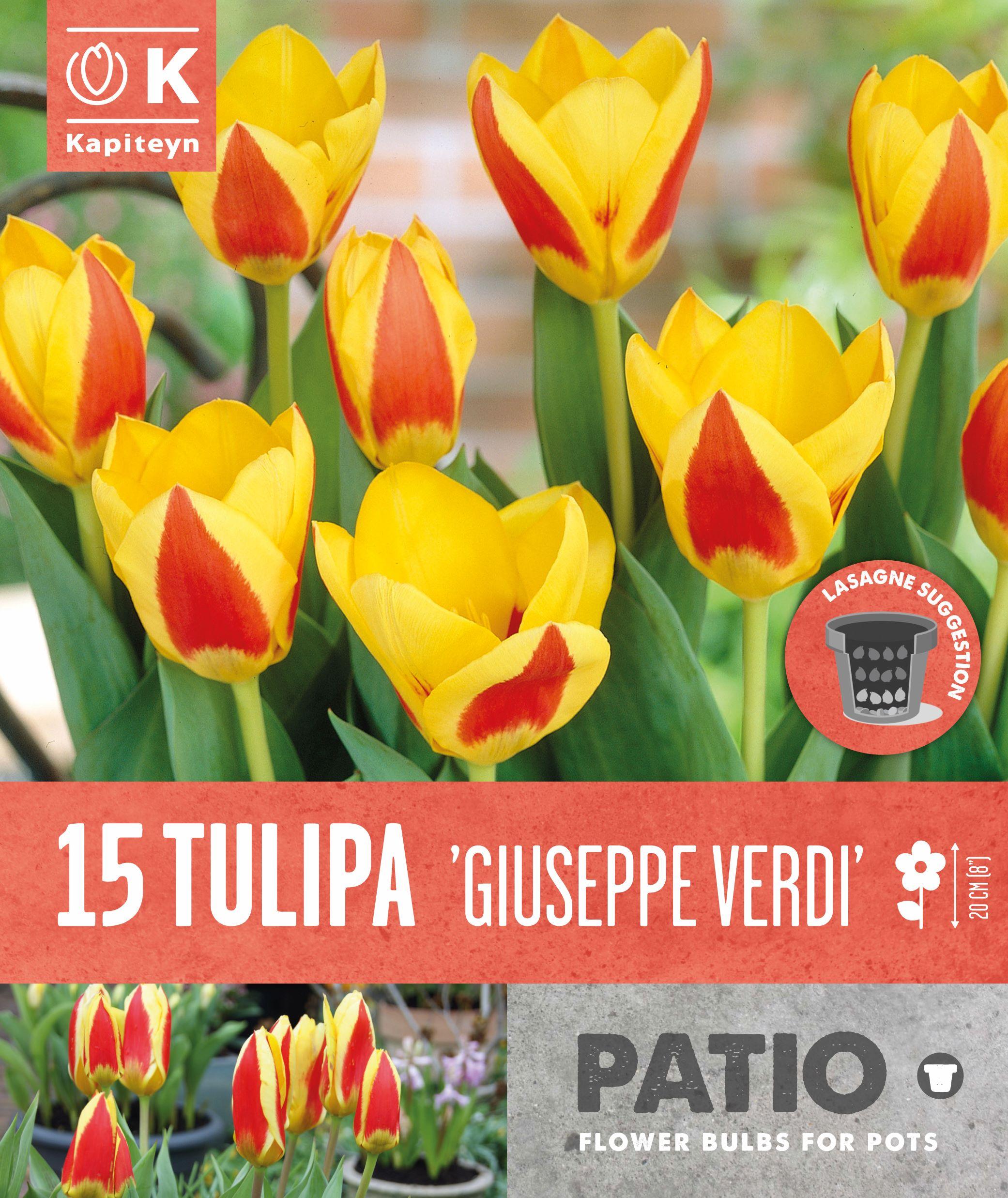 Балконски - лале CAUFMANNIANA GIUSEPPE VERDI 15бр.