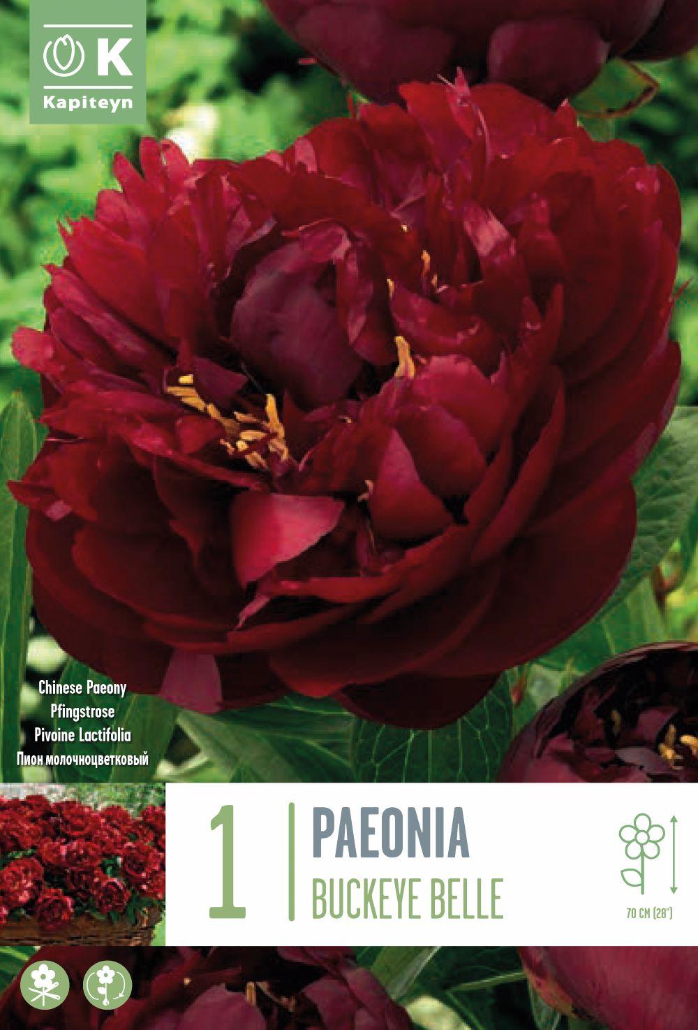 Божур - Paeonia Lactiflora Buckeye Belle 1 бр.