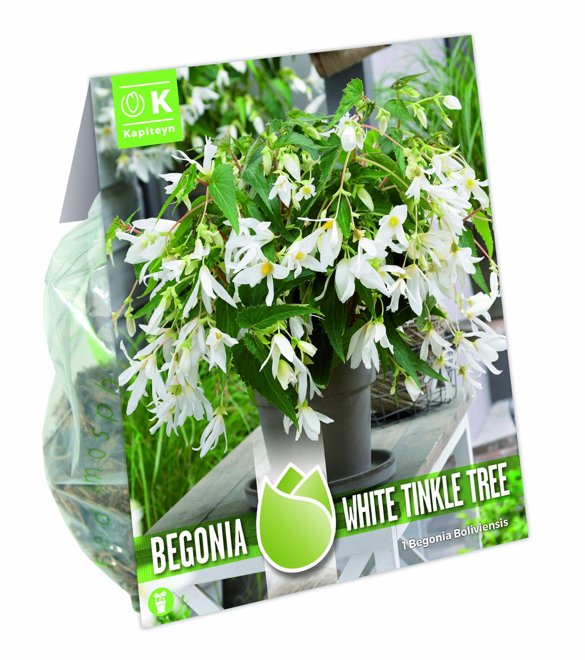 NEW BULB - Бегония White Tinkle Tree 1 бр.