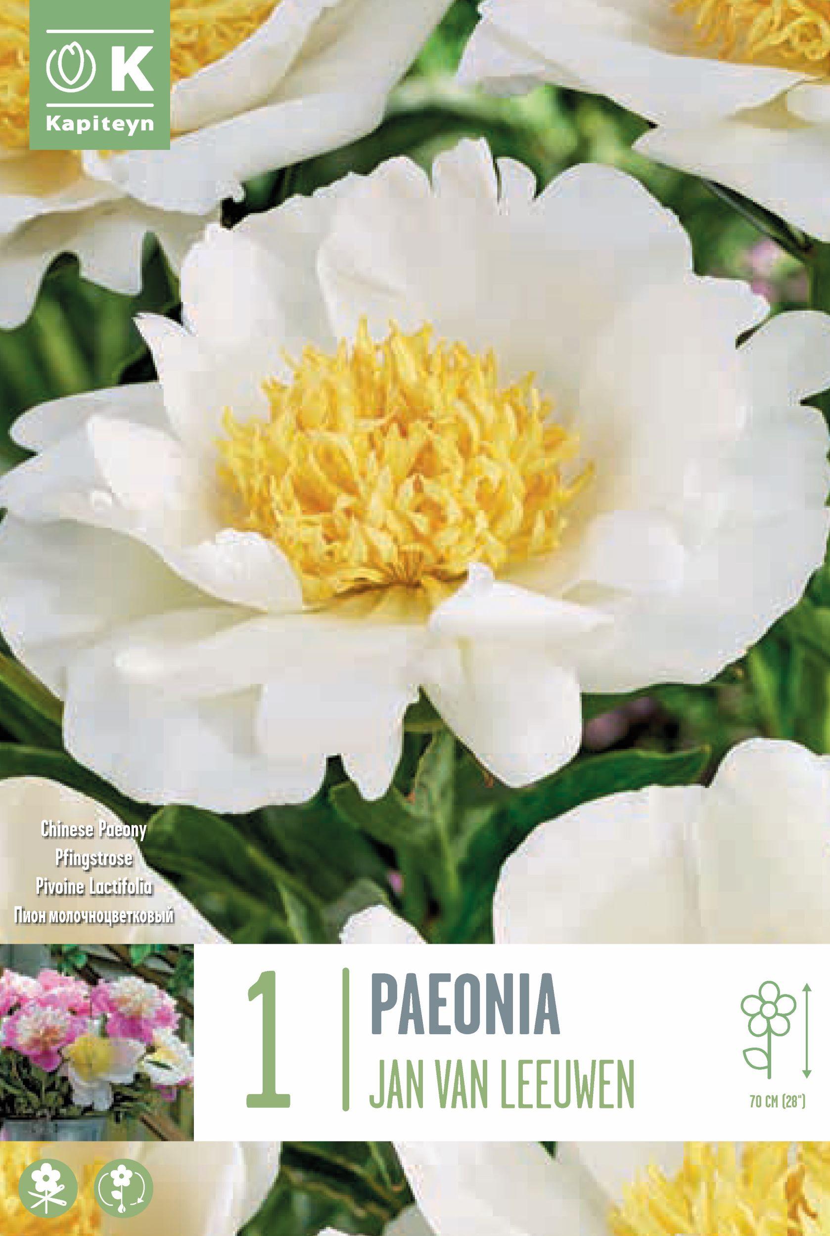 Божур - Paeonia Lactiflora Jan van Leeuwen 1 бр.
