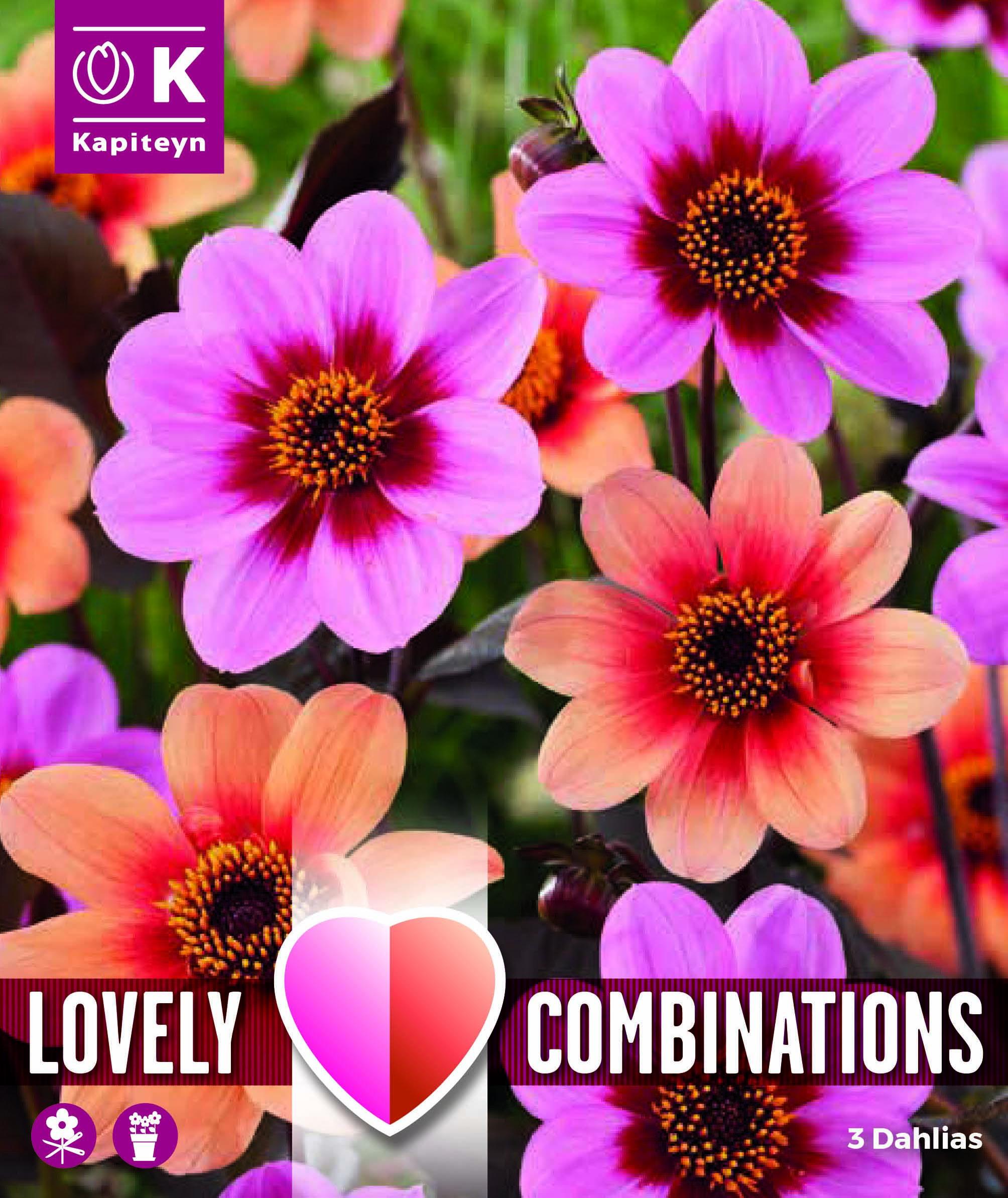 Комбинация декоративна Далия - розова и оранжева 3 бр.