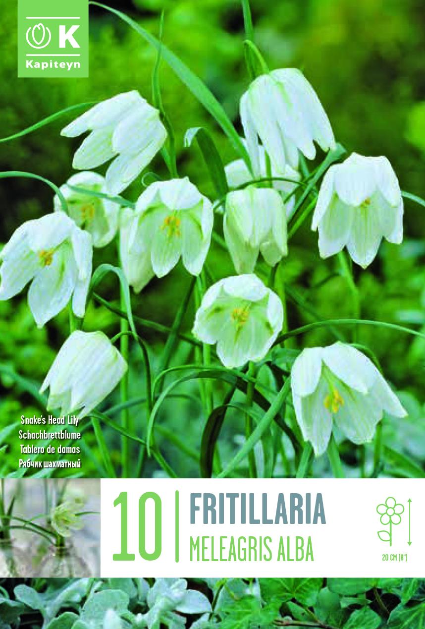 Фритилария MELEAGRIS ALBA 5/+ 10 бр.