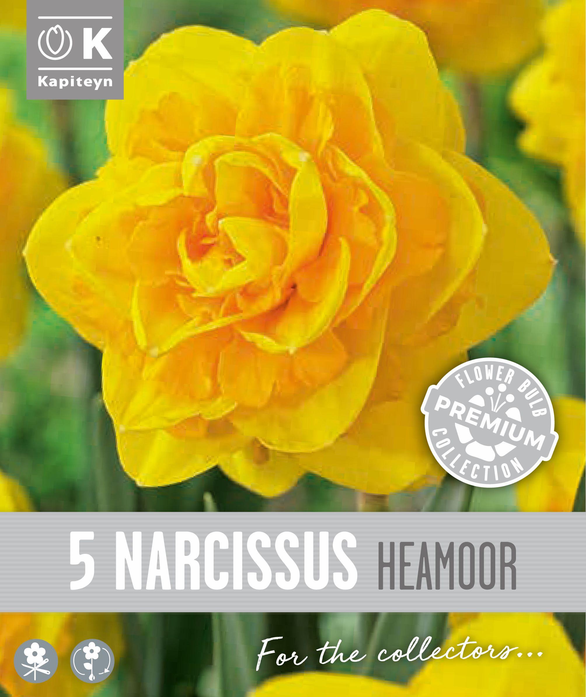 Нарцис DOUBLE HEAMOOR - 5 бр.