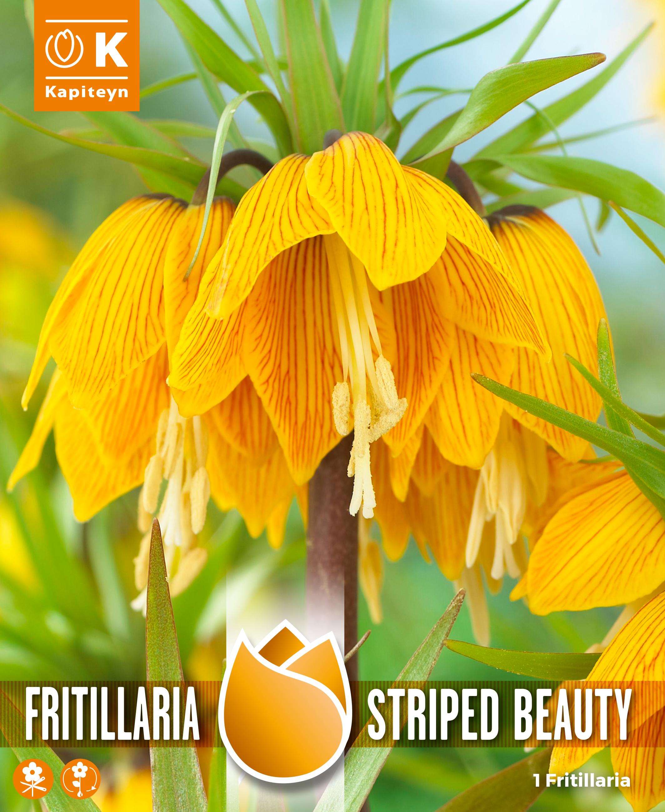 Фритилария STRIPED BEAUTY 20/24 1 бр.