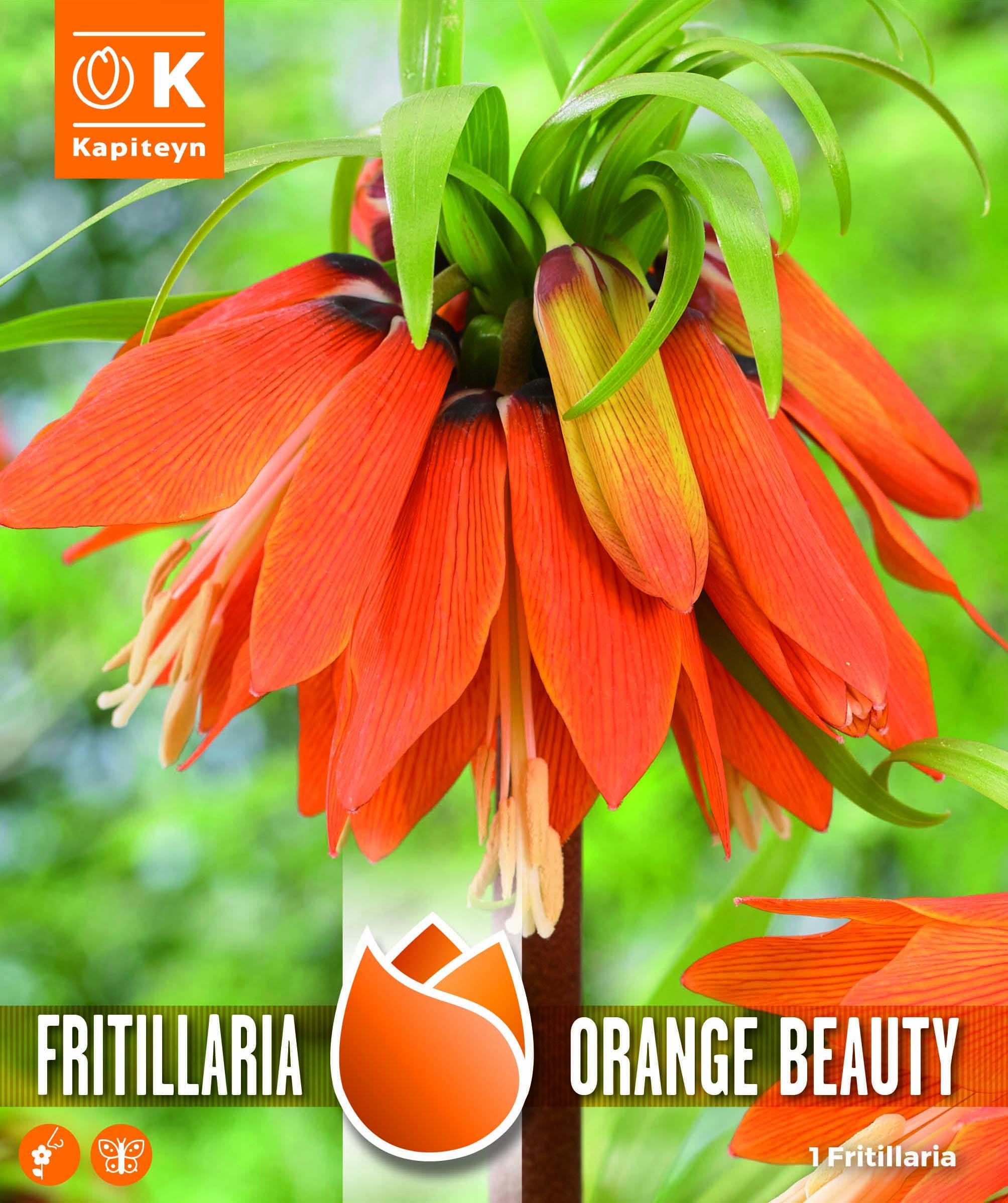 Фритилария ORANGE BEAUTY Crown Imperial 1 бр.