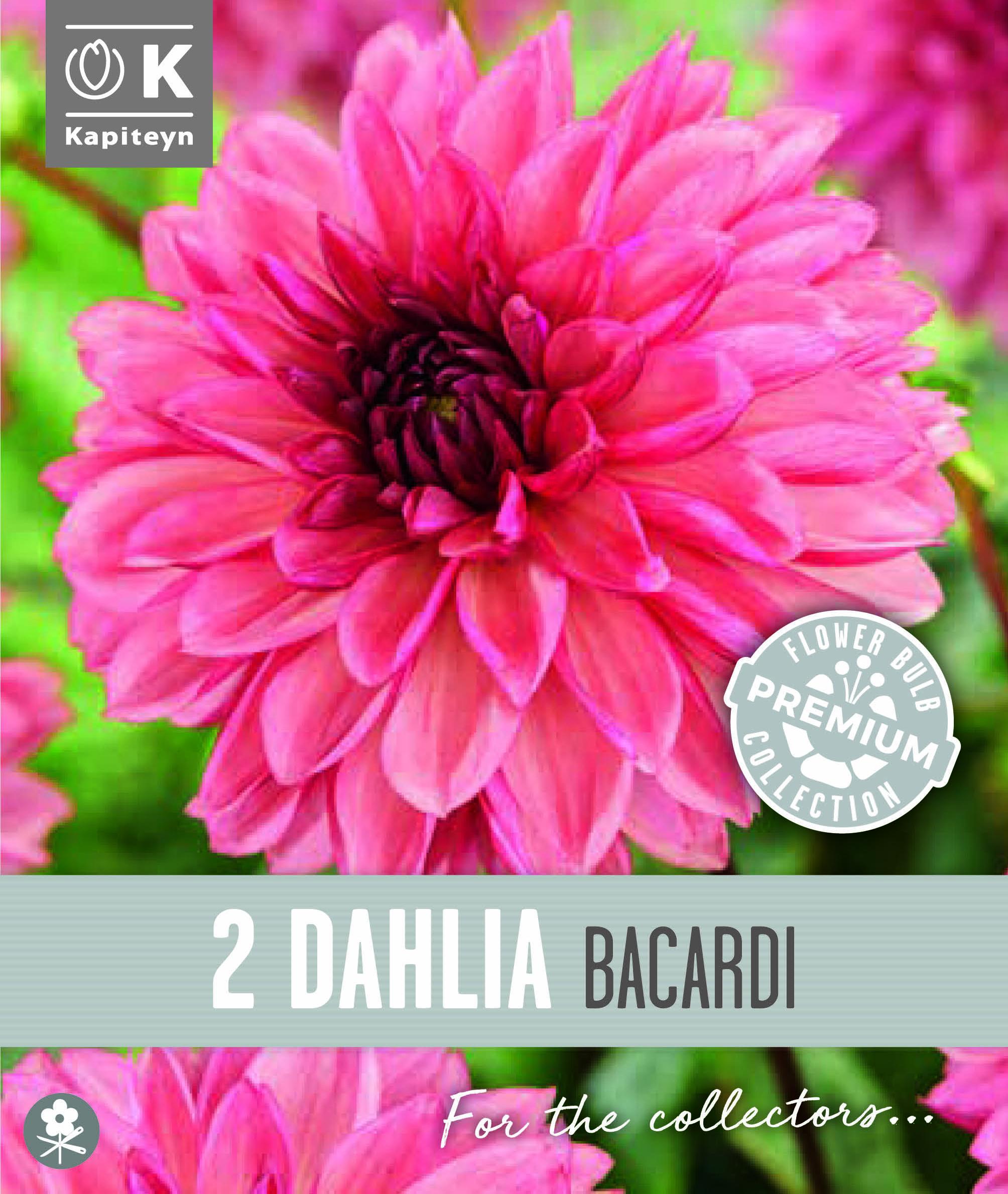 Далия декоративна BACARDI 2 бр.