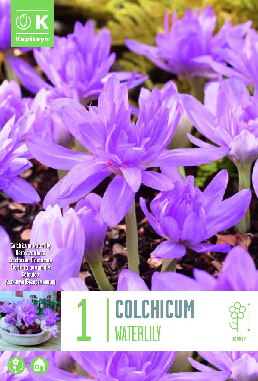 Мразовец- COLCHICUM WATERLILY 16+/1 бр.