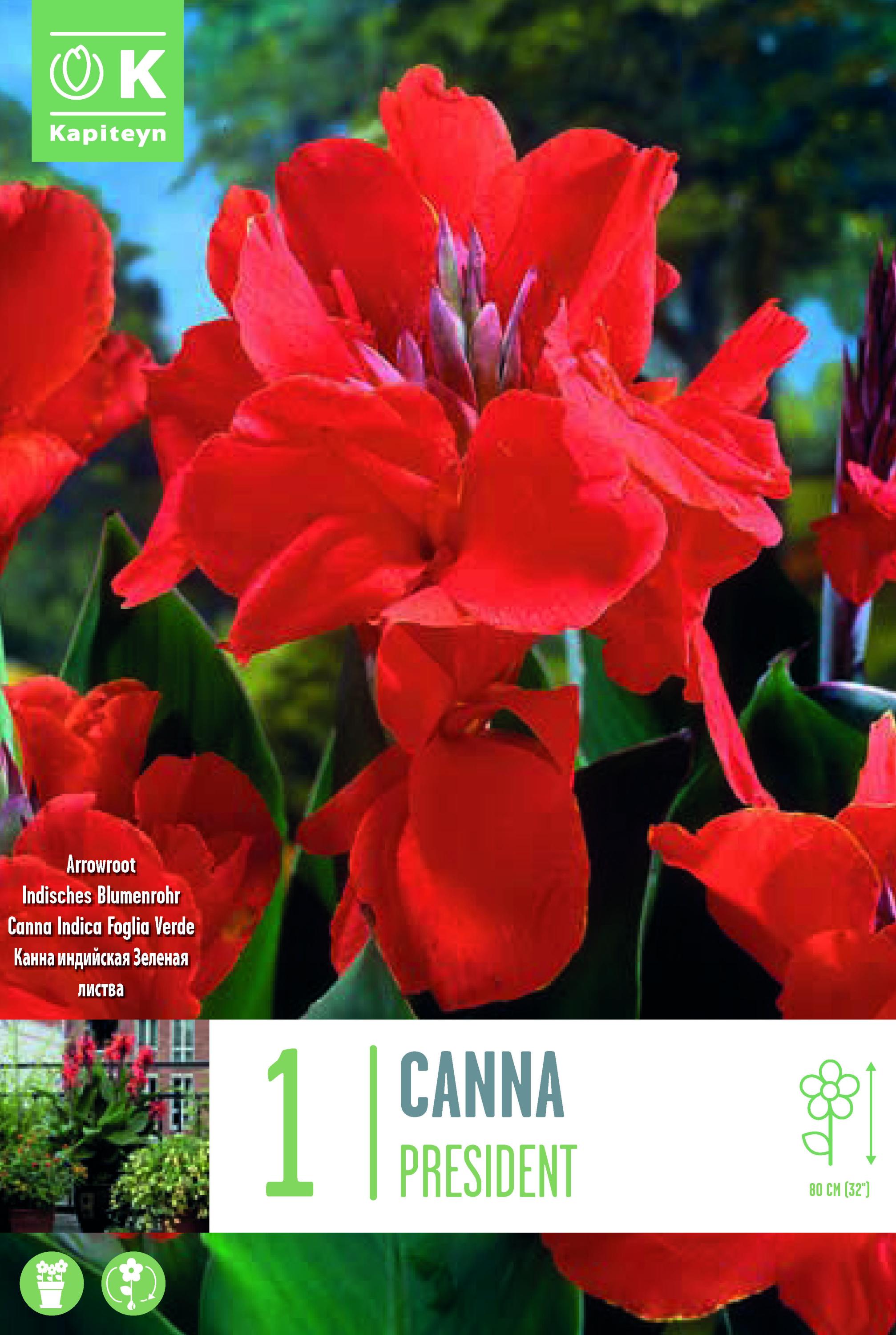 Канна President 1 бр.