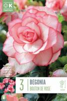 Бегония special Bouton de Rose 3 бр.