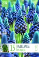 Мускари BELLEVALIA PYCHANTHA - 15 бр.