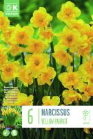 Нарцис BOTANICAL YELLOW PARROT 10/12 6 бр.