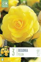 Бегония кичеста Yellow 3 бр.