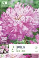 Далия декоративна WHO DUN IT 2 бр.