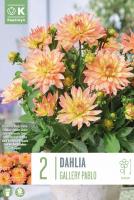 Далия декоративна-бордюрна Gallery Pablo 2 бр.