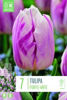 Лале PURPLE-WHITE 11/12 7 бр.