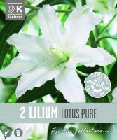 Лилиум Oriental Double Lotus Pure 2 бр.