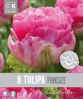 Лале DOUBLE LATE PINK SIZE - 8 бр.
