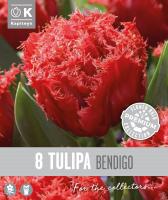 Лале DOUBLE FRINGED BENDIGO - 8 бр.