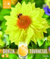 NEW BULB Далия TOURNESOL 3 бр.