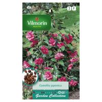 Камелия японика