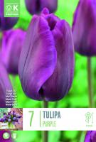 Лале PURPLE 11/12 7 бр.