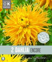 Далия FIMBRIATA ENCORE 2 бр.