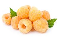 Разсад на жълта малина 1 бр.