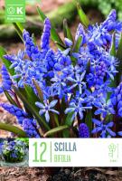 Сцила BIFOLIA 5/+ 12 бр. 