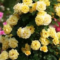 Рози Yellow Spring