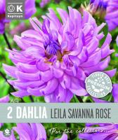 Далия кактус LEILA SAVANNAH ROSE 2 бр.