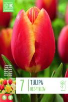 Лале RED-YELLOW 11/12 7 бр.