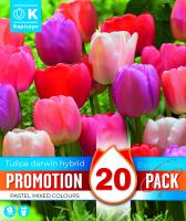 Промо ЛАЛЕТА DARWIN HYBRID PASTEL MIX 10/11 20 бр.
